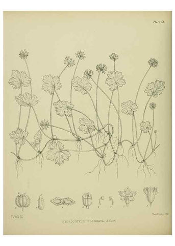 Reproducción/Reproduction 23651076940: Illustrations of the New Zealand flora /. Wellington :John Mackay, Govt. Printer,1914.