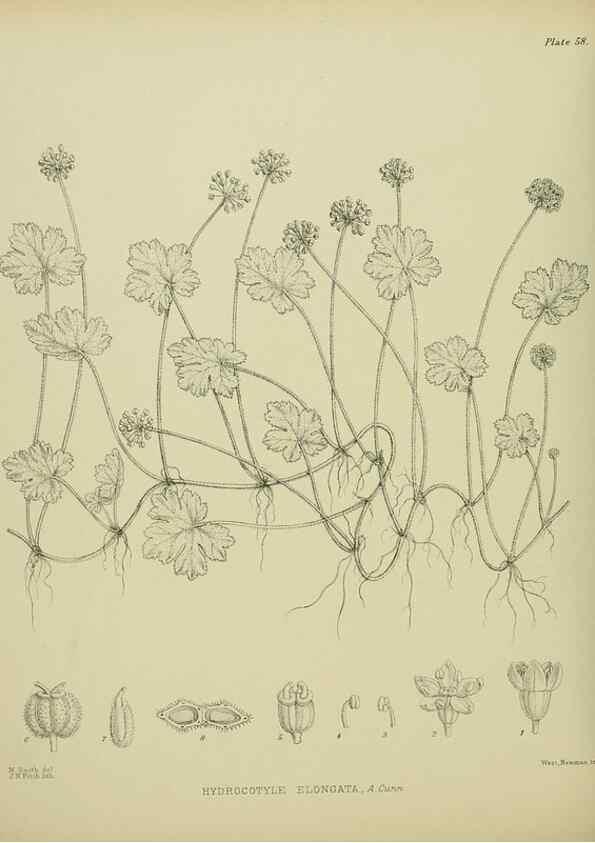 Reproducción/Reproduction 23651076940: Illustrations of the New Zealand flora /. Wellington :John Mackay, Govt. Printer,1914.