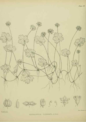 Reproducción/Reproduction 23651076940: Illustrations of the New Zealand flora /. Wellington :John Mackay, Govt. Printer,1914.