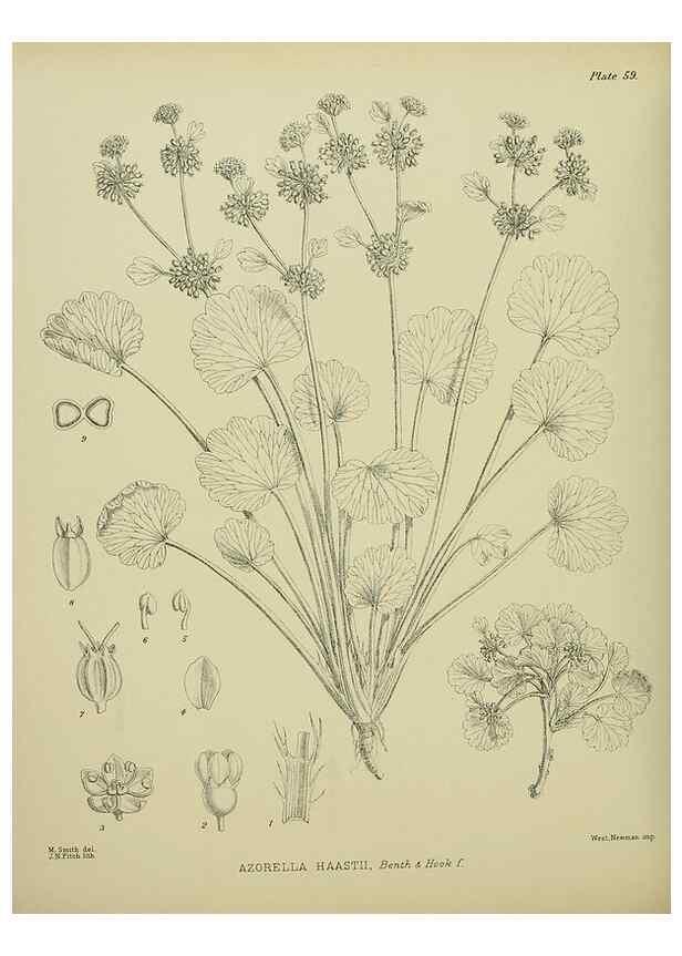Reproducción/Reproduction 23838487032: Illustrations of the New Zealand flora /. Wellington :John Mackay, Govt. Printer,1914.