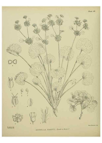 Reproducción/Reproduction 23838487032: Illustrations of the New Zealand flora /. Wellington :John Mackay, Govt. Printer,1914.
