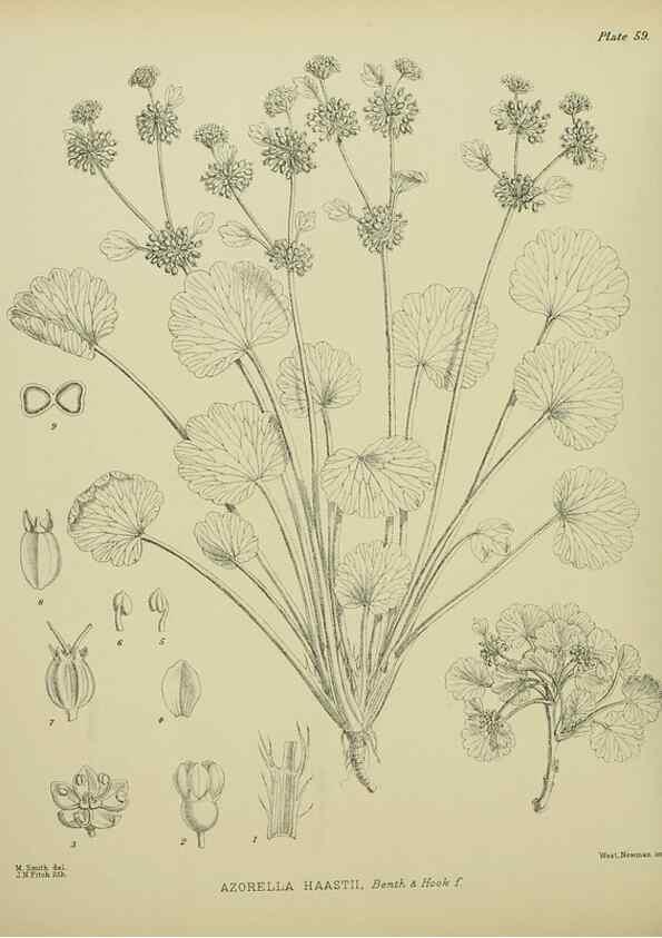 Reproducción/Reproduction 23838487032: Illustrations of the New Zealand flora /. Wellington :John Mackay, Govt. Printer,1914.