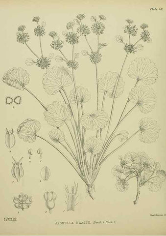 Reproducción/Reproduction 23838487032: Illustrations of the New Zealand flora /. Wellington :John Mackay, Govt. Printer,1914.