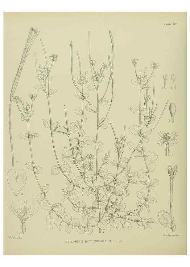 Reproducción/Reproduction 23318492904: Illustrations of the New Zealand flora /. Wellington :John Mackay, Govt. Printer,1914.