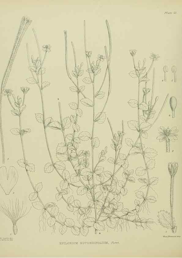 Reproducción/Reproduction 23318492904: Illustrations of the New Zealand flora /. Wellington :John Mackay, Govt. Printer,1914.