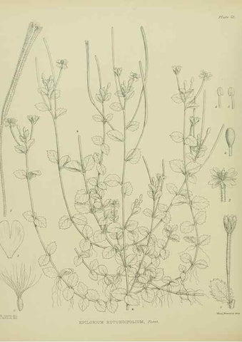 Reproducción/Reproduction 23318492904: Illustrations of the New Zealand flora /. Wellington :John Mackay, Govt. Printer,1914.