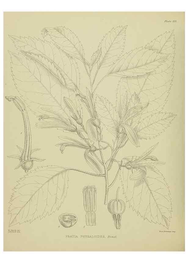 Reproducción/Reproduction 23920863156: Illustrations of the New Zealand flora /. Wellington :John Mackay, Govt. Printer,1914.