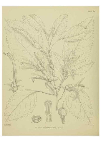 Reproducción/Reproduction 23920863156: Illustrations of the New Zealand flora /. Wellington :John Mackay, Govt. Printer,1914.