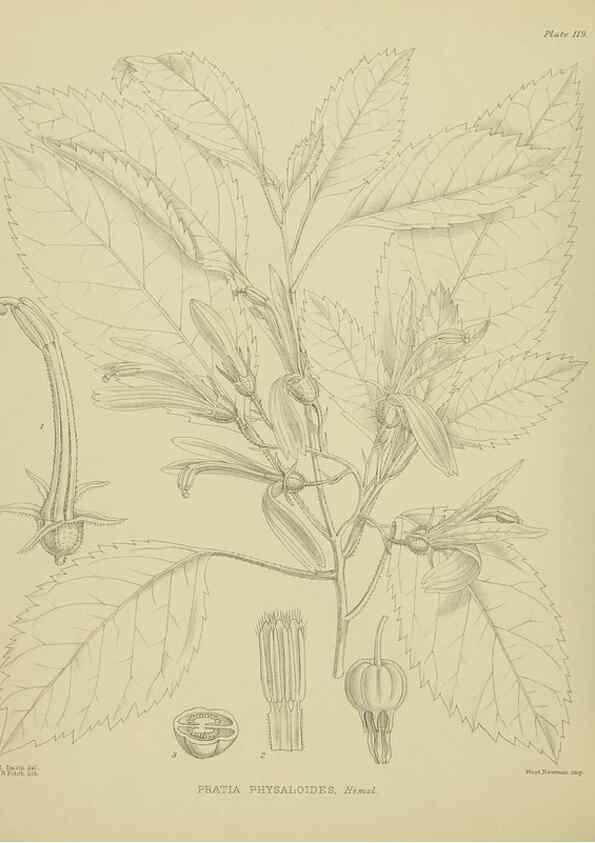 Reproducción/Reproduction 23920863156: Illustrations of the New Zealand flora /. Wellington :John Mackay, Govt. Printer,1914.