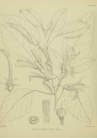 Reproducción/Reproduction 23920863156: Illustrations of the New Zealand flora /. Wellington :John Mackay, Govt. Printer,1914.