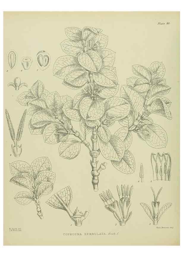 Reproducción/Reproduction 23320023673: Illustrations of the New Zealand flora /. Wellington :John Mackay, Govt. Printer,1914.