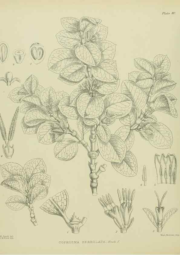 Reproducción/Reproduction 23320023673: Illustrations of the New Zealand flora /. Wellington :John Mackay, Govt. Printer,1914.