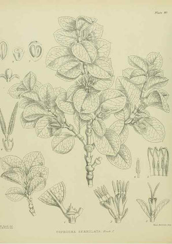 Reproducción/Reproduction 23320023673: Illustrations of the New Zealand flora /. Wellington :John Mackay, Govt. Printer,1914.