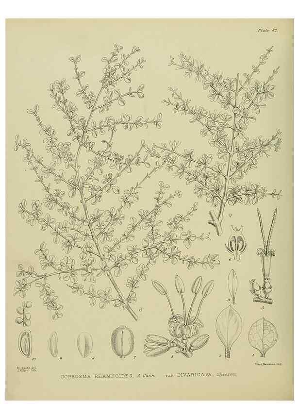 Reproducción/Reproduction 23838550622: Illustrations of the New Zealand flora /. Wellington :John Mackay, Govt. Printer,1914.