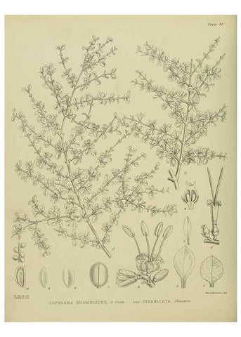 Reproducción/Reproduction 23838550622: Illustrations of the New Zealand flora /. Wellington :John Mackay, Govt. Printer,1914.