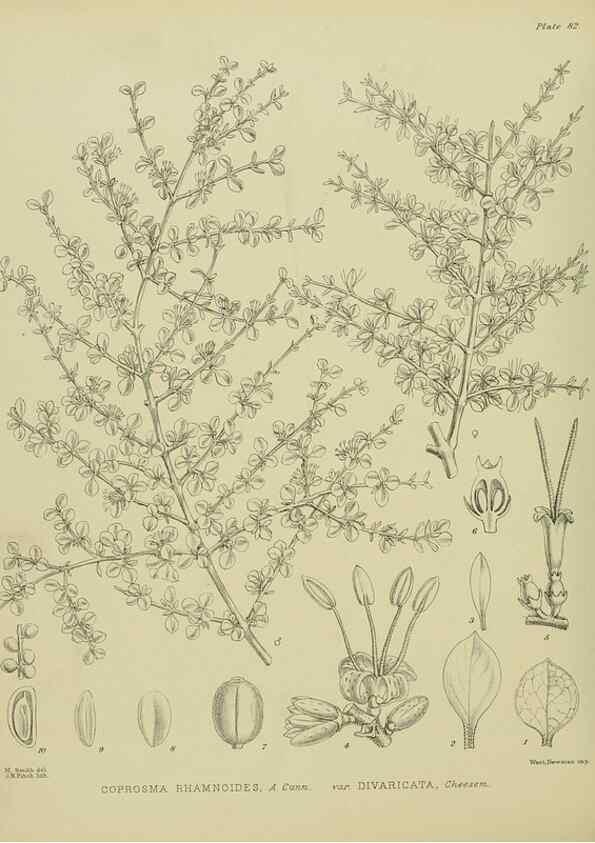 Reproducción/Reproduction 23838550622: Illustrations of the New Zealand flora /. Wellington :John Mackay, Govt. Printer,1914.
