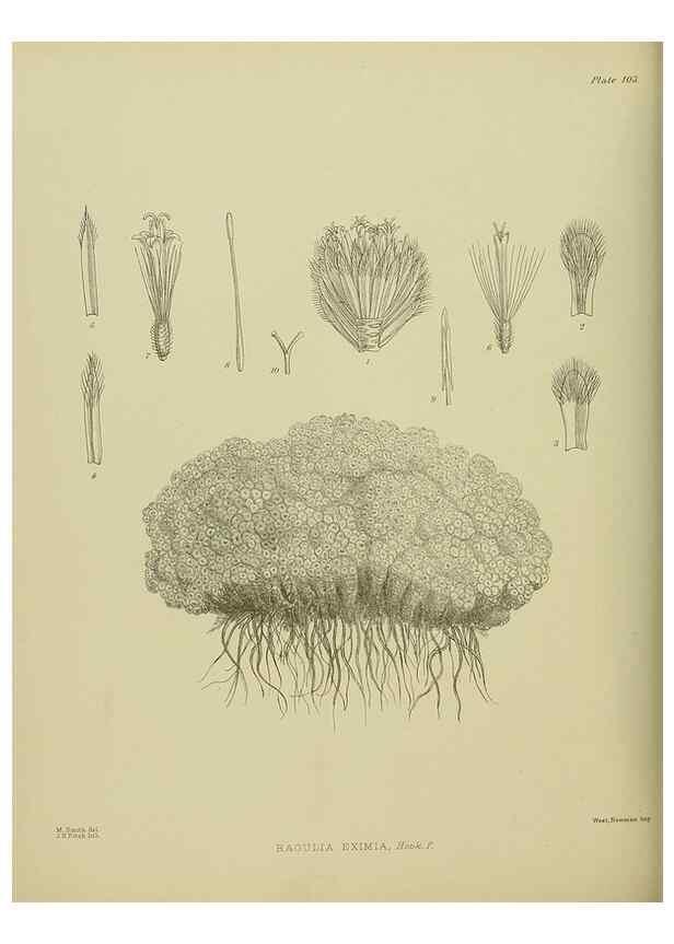 Reproducción/Reproduction 23946841965: Illustrations of the New Zealand flora /. Wellington :John Mackay, Govt. Printer,1914.