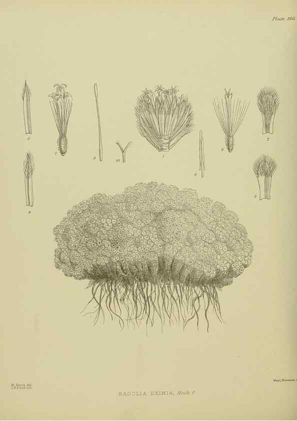 Reproducción/Reproduction 23946841965: Illustrations of the New Zealand flora /. Wellington :John Mackay, Govt. Printer,1914.