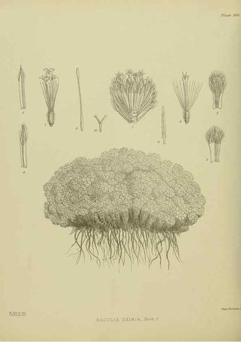 Reproducción/Reproduction 23946841965: Illustrations of the New Zealand flora /. Wellington :John Mackay, Govt. Printer,1914.