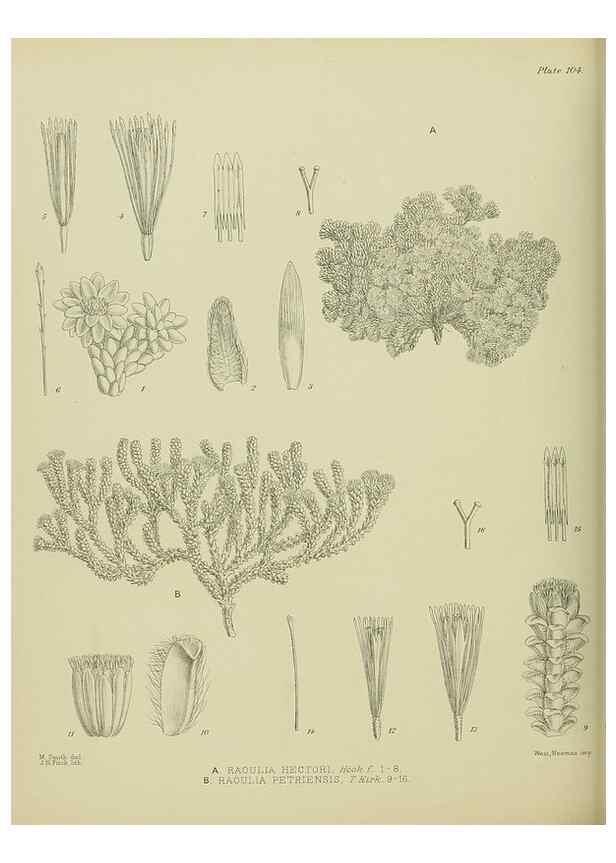 Reproducción/Reproduction 23864362711: Illustrations of the New Zealand flora /. Wellington :John Mackay, Govt. Printer,1914.