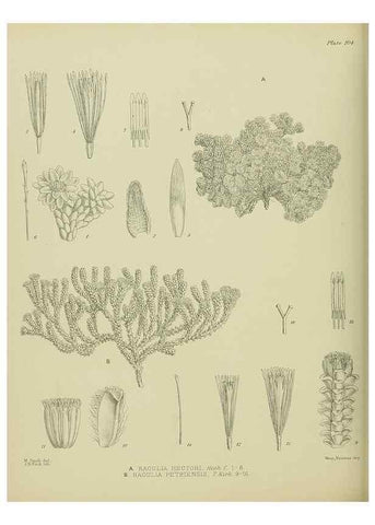 Reproducción/Reproduction 23864362711: Illustrations of the New Zealand flora /. Wellington :John Mackay, Govt. Printer,1914.