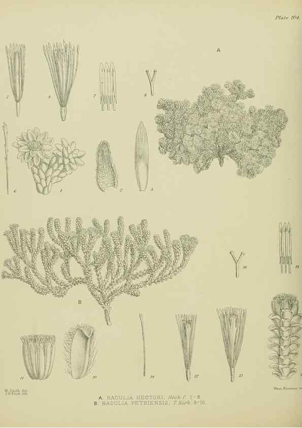 Reproducción/Reproduction 23864362711: Illustrations of the New Zealand flora /. Wellington :John Mackay, Govt. Printer,1914.