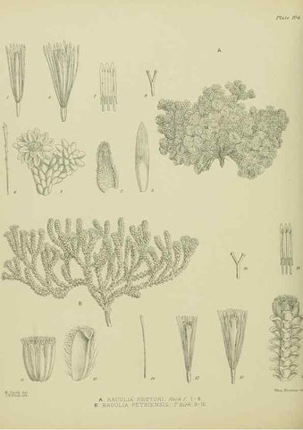 Reproducción/Reproduction 23864362711: Illustrations of the New Zealand flora /. Wellington :John Mackay, Govt. Printer,1914.