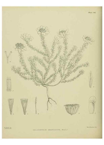 Reproducción/Reproduction 23838612832: Illustrations of the New Zealand flora /. Wellington :John Mackay, Govt. Printer,1914.