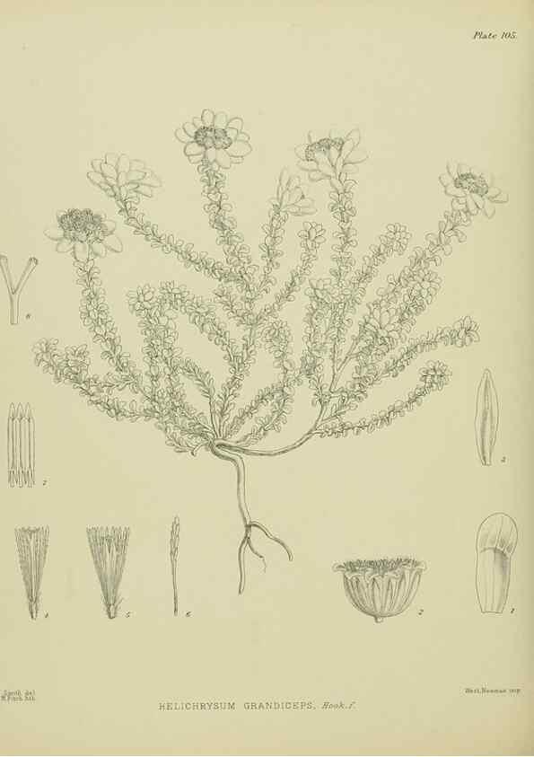 Reproducción/Reproduction 23838612832: Illustrations of the New Zealand flora /. Wellington :John Mackay, Govt. Printer,1914.
