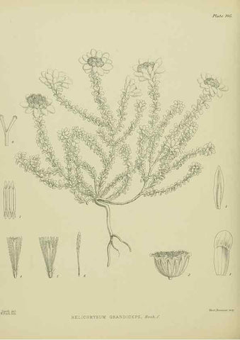 Reproducción/Reproduction 23838612832: Illustrations of the New Zealand flora /. Wellington :John Mackay, Govt. Printer,1914.