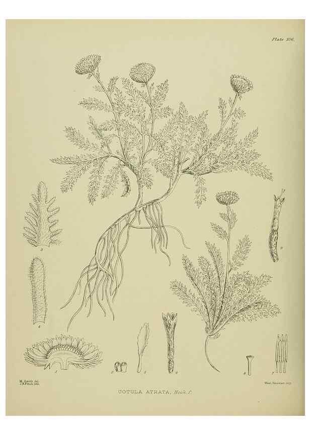 Reproducción/Reproduction 23838615212: Illustrations of the New Zealand flora /. Wellington :John Mackay, Govt. Printer,1914.