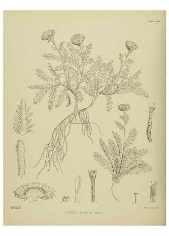 Reproducción/Reproduction 23838615212: Illustrations of the New Zealand flora /. Wellington :John Mackay, Govt. Printer,1914.