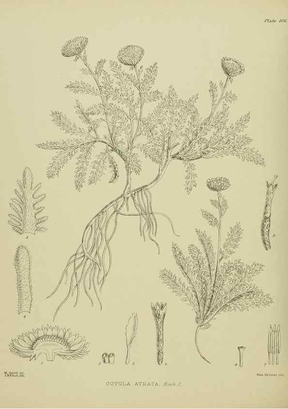 Reproducción/Reproduction 23838615212: Illustrations of the New Zealand flora /. Wellington :John Mackay, Govt. Printer,1914.