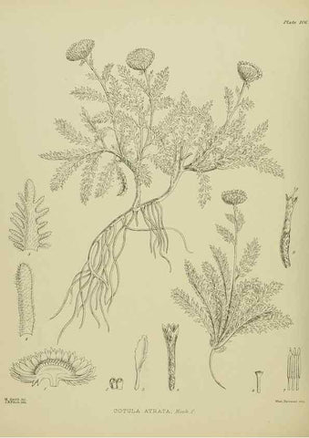 Reproducción/Reproduction 23838615212: Illustrations of the New Zealand flora /. Wellington :John Mackay, Govt. Printer,1914.