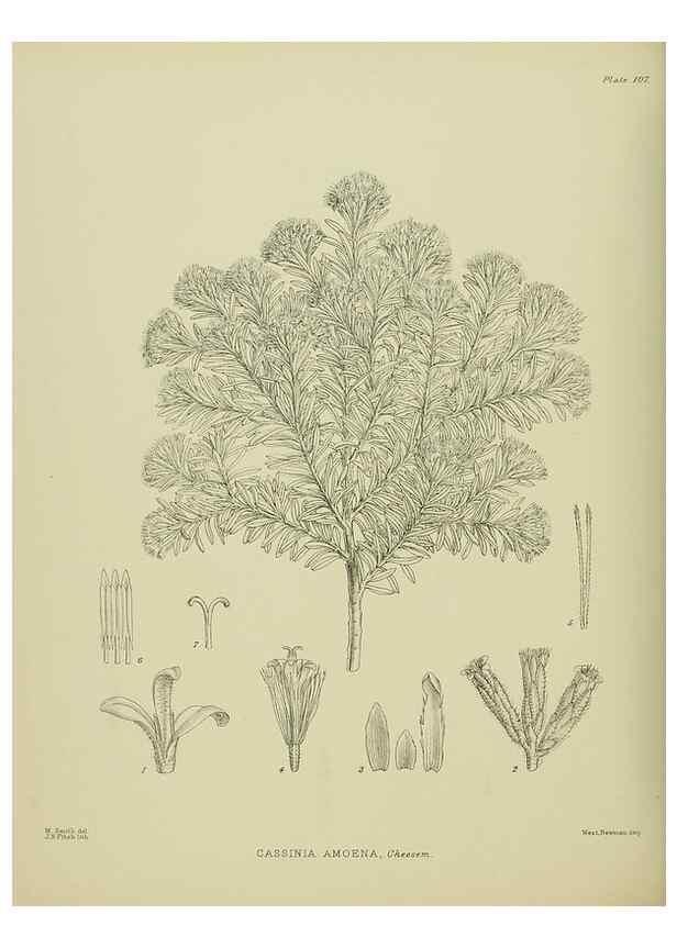 Reproducción/Reproduction 23838617772: Illustrations of the New Zealand flora /. Wellington :John Mackay, Govt. Printer,1914.