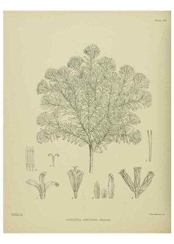 Reproducción/Reproduction 23838617772: Illustrations of the New Zealand flora /. Wellington :John Mackay, Govt. Printer,1914.