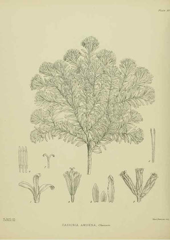 Reproducción/Reproduction 23838617772: Illustrations of the New Zealand flora /. Wellington :John Mackay, Govt. Printer,1914.