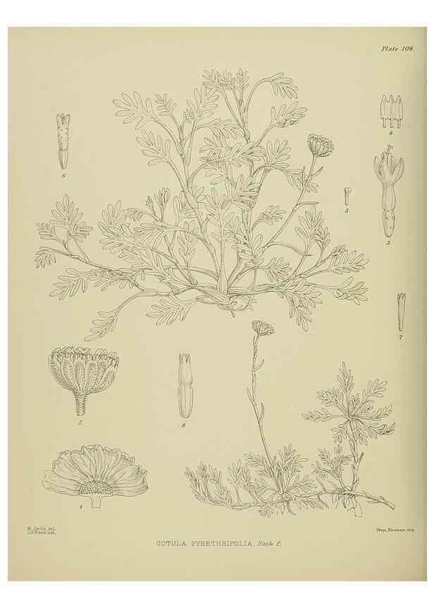 Reproducción/Reproduction 23579035239: Illustrations of the New Zealand flora /. Wellington :John Mackay, Govt. Printer,1914.