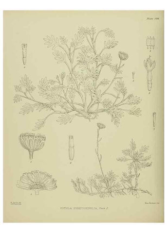 Reproducción/Reproduction 23579035239: Illustrations of the New Zealand flora /. Wellington :John Mackay, Govt. Printer,1914.