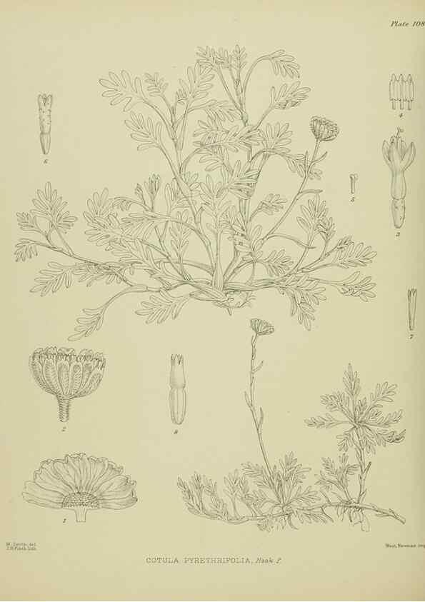 Reproducción/Reproduction 23579035239: Illustrations of the New Zealand flora /. Wellington :John Mackay, Govt. Printer,1914.