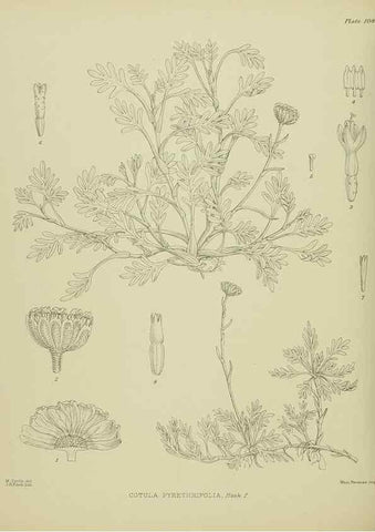 Reproducción/Reproduction 23579035239: Illustrations of the New Zealand flora /. Wellington :John Mackay, Govt. Printer,1914.