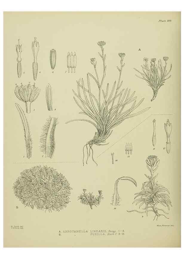 Reproducción/Reproduction 23579038659: Illustrations of the New Zealand flora /. Wellington :John Mackay, Govt. Printer,1914.