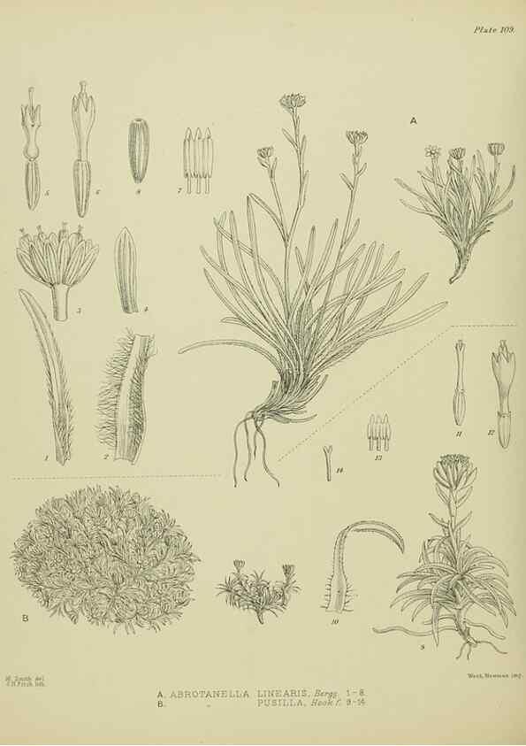 Reproducción/Reproduction 23579038659: Illustrations of the New Zealand flora /. Wellington :John Mackay, Govt. Printer,1914.