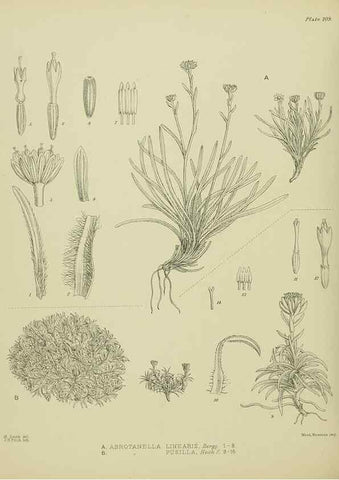 Reproducción/Reproduction 23579038659: Illustrations of the New Zealand flora /. Wellington :John Mackay, Govt. Printer,1914.