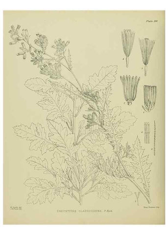 Reproducción/Reproduction 23920828476: Illustrations of the New Zealand flora /. Wellington :John Mackay, Govt. Printer,1914.