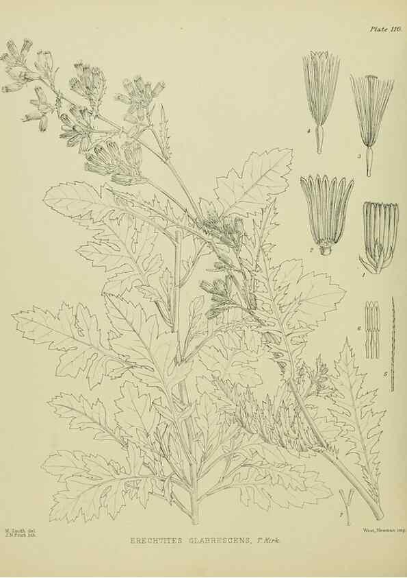 Reproducción/Reproduction 23920828476: Illustrations of the New Zealand flora /. Wellington :John Mackay, Govt. Printer,1914.
