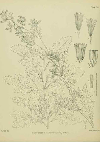 Reproducción/Reproduction 23920828476: Illustrations of the New Zealand flora /. Wellington :John Mackay, Govt. Printer,1914.