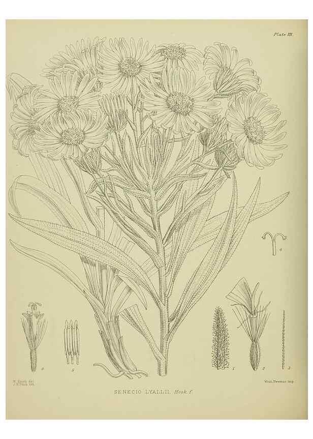 Reproducción/Reproduction 23920831566: Illustrations of the New Zealand flora /. Wellington :John Mackay, Govt. Printer,1914.