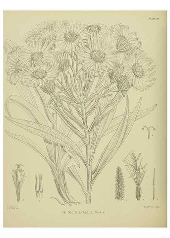 Reproducción/Reproduction 23920831566: Illustrations of the New Zealand flora /. Wellington :John Mackay, Govt. Printer,1914.
