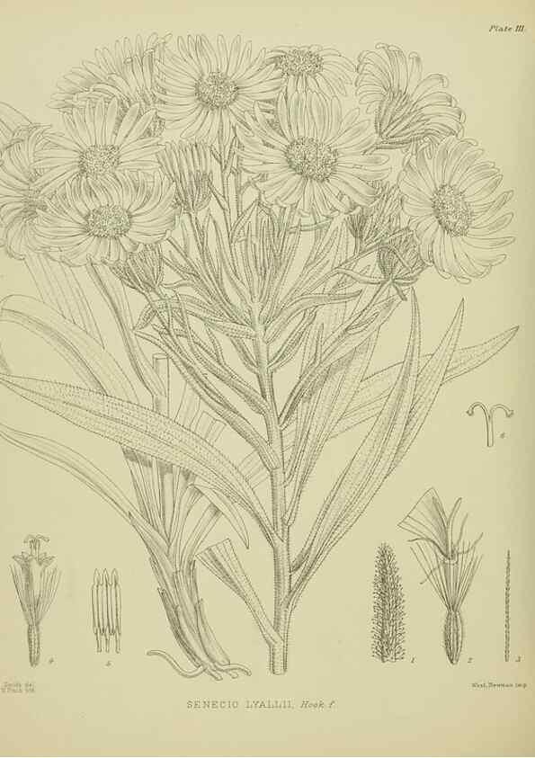 Reproducción/Reproduction 23920831566: Illustrations of the New Zealand flora /. Wellington :John Mackay, Govt. Printer,1914.